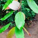 Cornus amomum Leaf