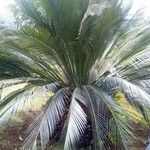 Macrozamia moorei Blatt