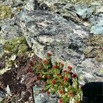 Rhodiola rhodanthaFlower