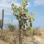 Opuntia elatior 整株植物