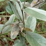 Cerradicola grewiifolia Fruit