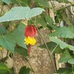 Abutilon megapotamicum Цветок