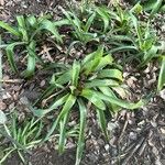 Aechmea angustifolia ഇല