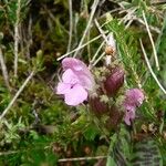 Pedicularis sylvatica Flower