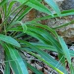 Leontodon incanus Leaf