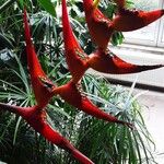 Heliconia bihai Flors