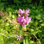 Betonica officinalis Flower