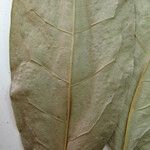 Anaxagorea brevipedicellata Leaf