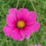 Cosmos bipinnatusBlomst