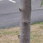 Acer rubrum Bark