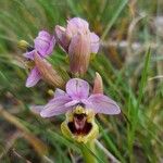 Ophrys tenthredinifera Цвят