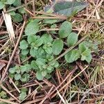 Veronica officinalis Habitatea