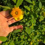 Hypericum frondosum Flower