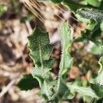 Centaurea sphaerocephala 叶