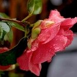 Camellia sasanqua Õis