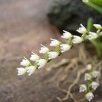 Bolusiella iridifolia Flower