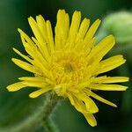 Crepis foetida Fula