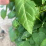 Tecoma capensis 葉