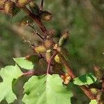 Xanthium orientale Leaf