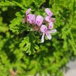 Pelargonium graveolensFlors