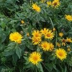 Inula salicina Flower