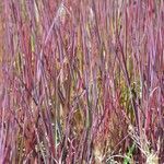 Schizachyrium scoparium Blatt