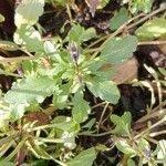 Viola tricolor برگ