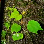 Begonia glabra Levél