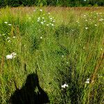 Calamagrostis stricta Buveinė