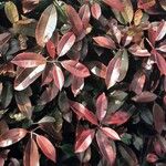 Photinia serratifolia Blatt