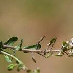 Lepidium oxyotum Levél