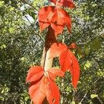 Parthenocissus inserta Leaf