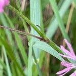 Silene flos-cuculi Casca