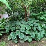 Homalomena rubescens Hoja