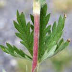 Potentilla inclinata Φύλλο