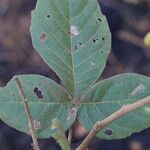 Allophylus africanus Blatt
