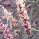 Pappophorum caespitosumFrucht