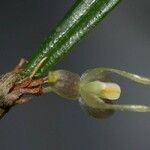 Myoxanthus sotoanus Fruto