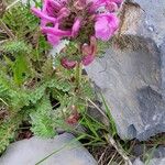 Pedicularis gyroflexa Flor