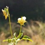 Viola arvensis 花