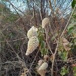 Matelea maritima Vekstform