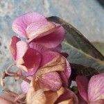 Hydrangea paniculata Blüte