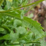 Leucanthemum ircutianum Folha