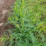 Astragalus atropilosulus Hábito