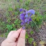 Salvia pratensis Blomst