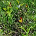 Cypripedium calceolus Costuma