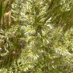 Trisetum paniceum 花