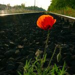 Papaver rhoeas Цвят