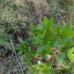 Rhododendron simsii Leaf