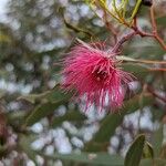Eucalyptus leucoxylon Квітка
